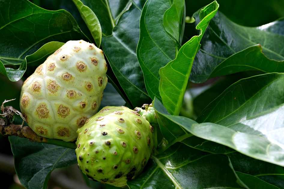 Maiô Lili de Cinto Zodíaco Tamanho:GG (590040)