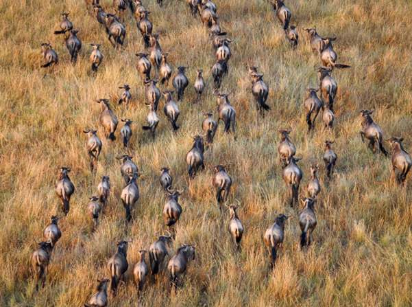Saída Longa Turquesa Tamanho:Único (820082)